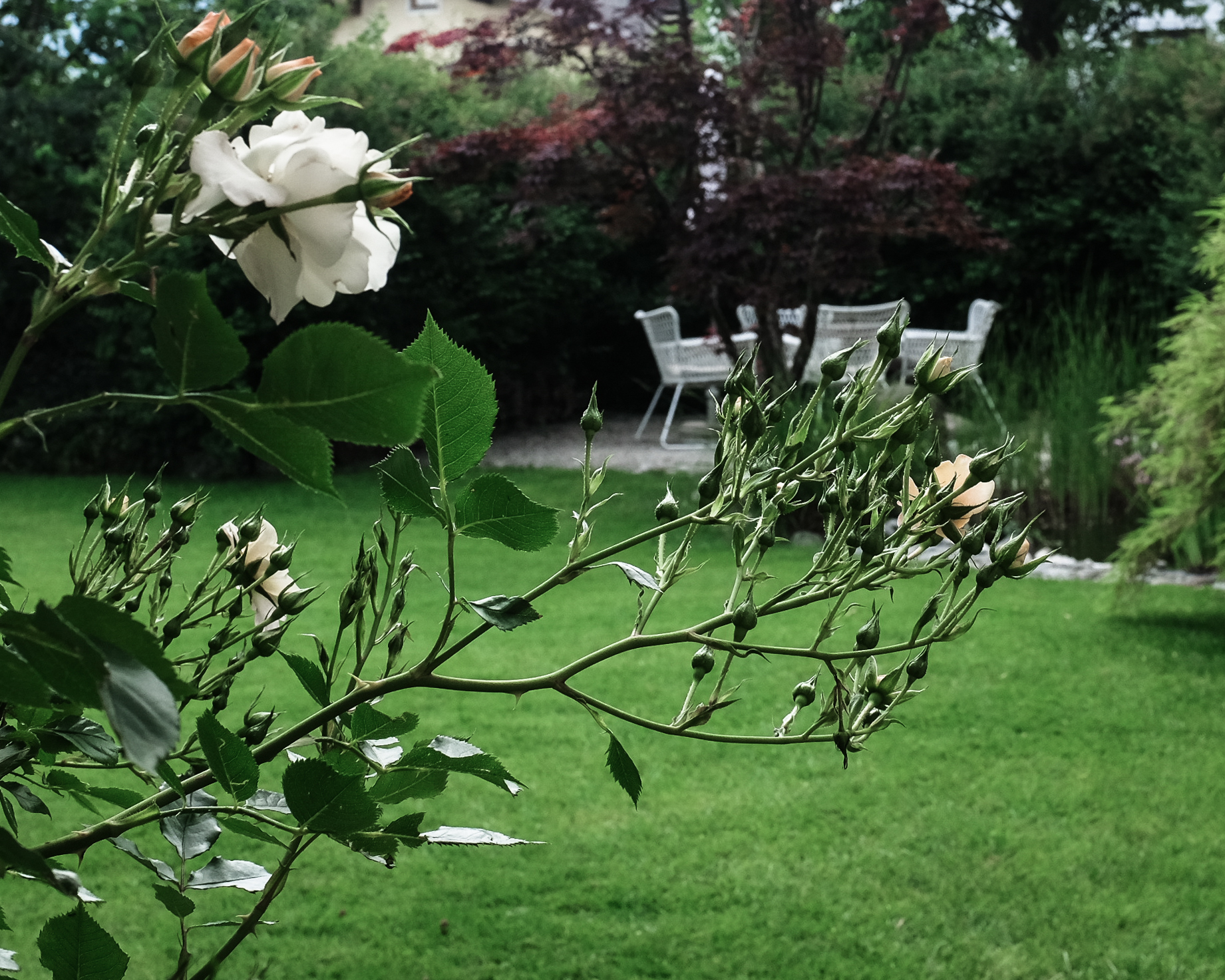 Sommer-Garten & ein köstliches Grillrezept