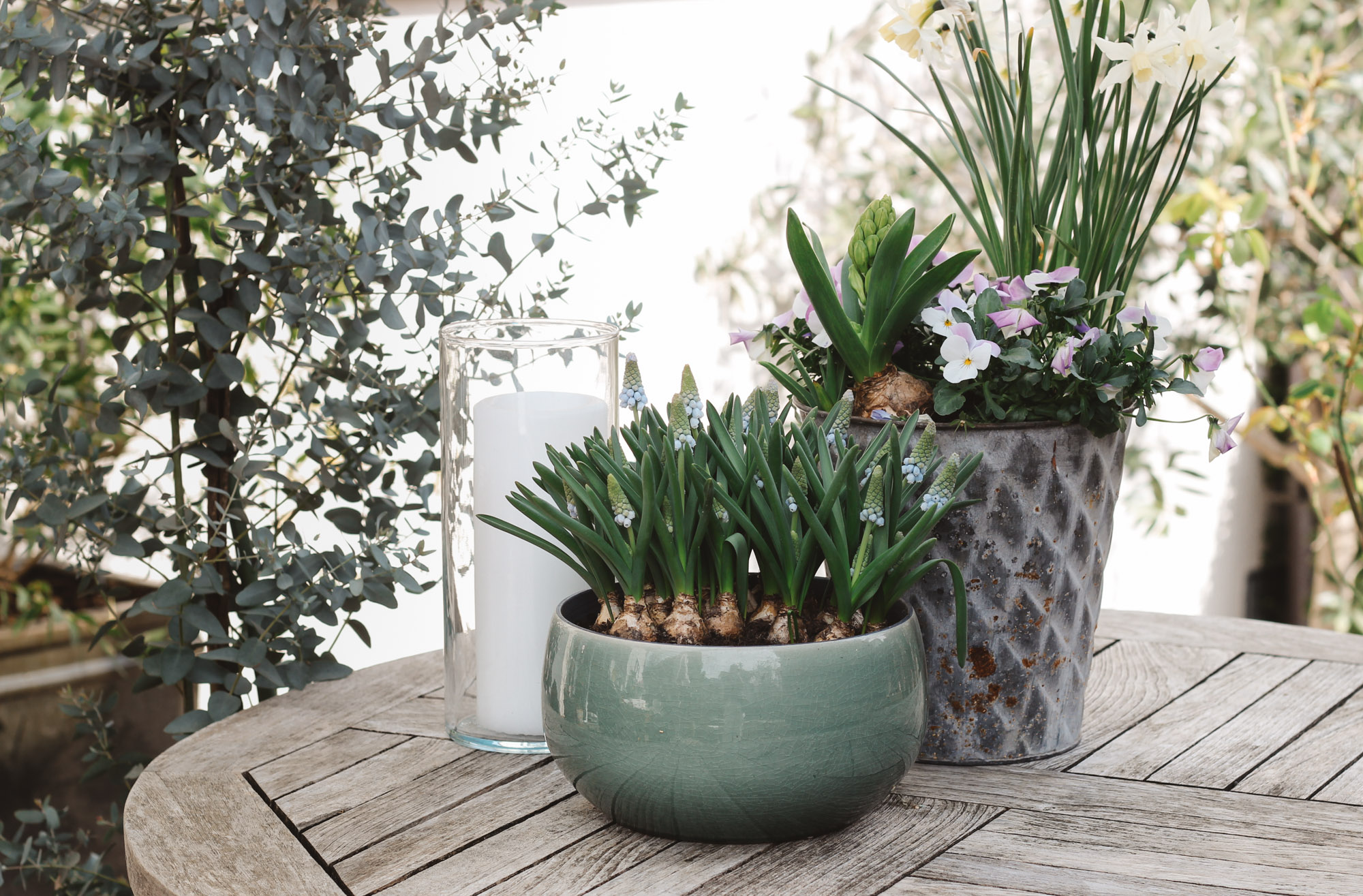 Frühlingsträume: Mediterrane Pflanzen auf der Terrasse & ein Spargelrezept