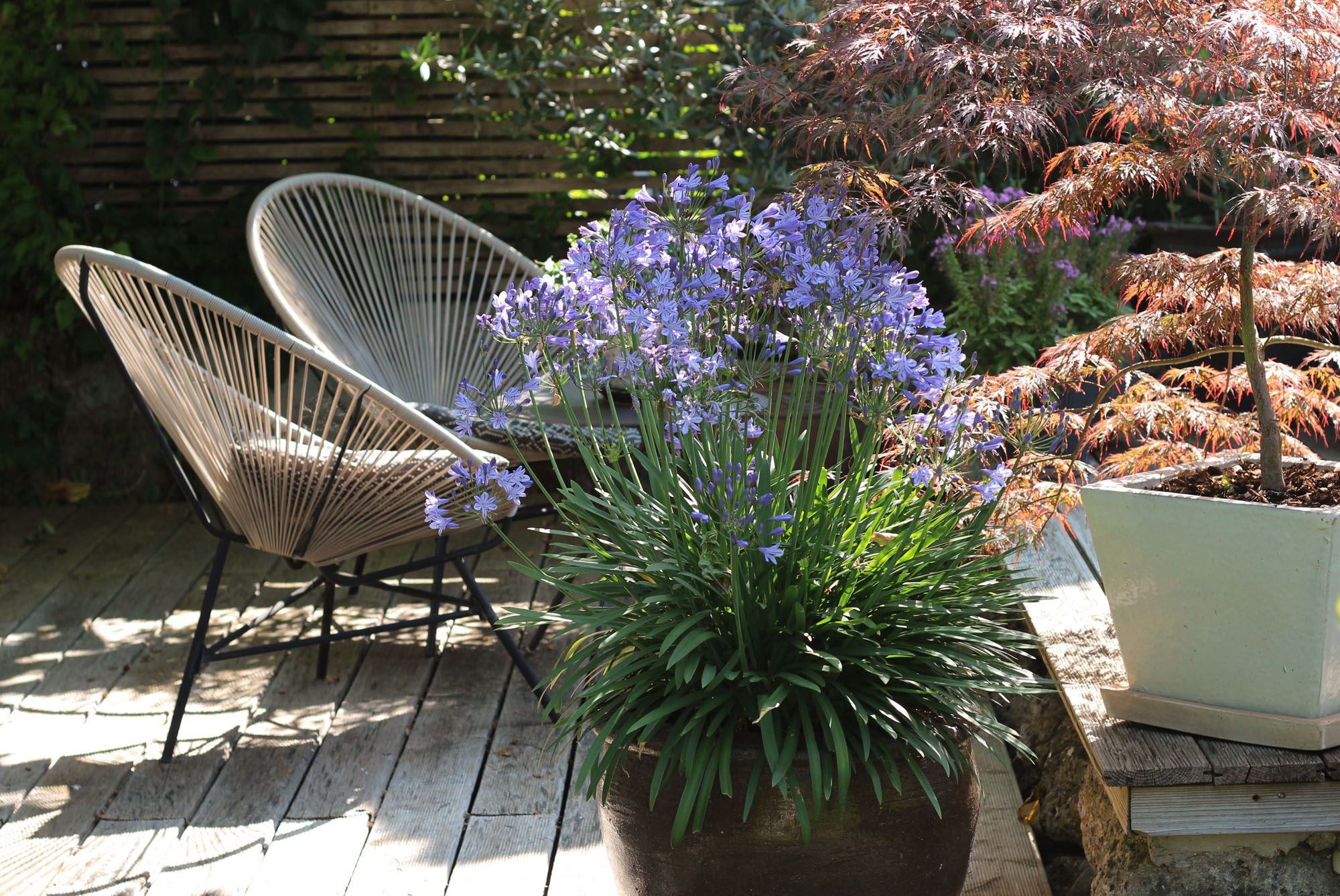 Gartenidylle im Hochsommer & erfirschend leichtes Frühstück